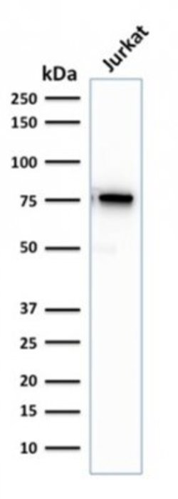 Moesin Antibody (rMSN/492) - Azide and BSA Free, Novus Biologicals 100 &mu;g | Buy Online | Novus Biologicals | Fisher Scientific